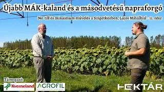 Újabb direktvetett mák kaland és a másodvetésű napraforgó reménye - No-till és min-till Szigetközben
