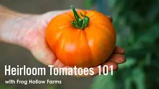 Heirloom Tomatoes 101: Why Flavor Comes First | Frog Hollow Farm | Metropolitan Market