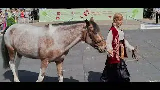 ll Фестиваль национальных пород лошадей.Конное достояние. Башкирская порода. Сокольники.