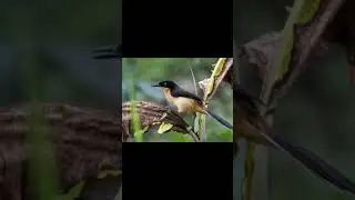 Birds clicked: Video on national bird watching day