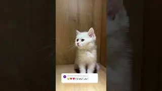 Cat#petstation #cat #petcenter #pets #petshub