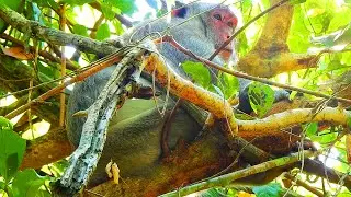 Really Life Of Poor Monkey Jane So Hurt Belly Now Stay A Rest In The Peace Of Mind So Comfortably