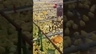 Ec farm first lot day 1 brooding setup and placement #shorts #shortvideo #shortsfeed