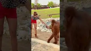 India se aaya mera dost #animallover #zoo #tiger #lion #dubai #dubailife #love #birds