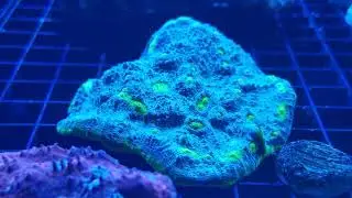 Corals this week at The Aquatic Design Centre