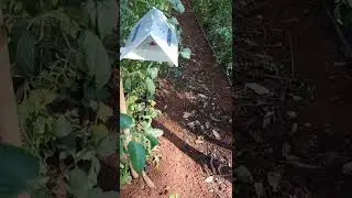 Controle da  tra&ccedil;a e broca do tomate e monitoramento
