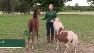 MSU Raising an Orphan Foal