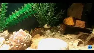 Sgt. Major Fish Feeding Frenzy