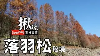 輕旅行｜美到像置身國外落羽松美景  真的都在台北市