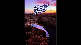 GT-Bio Roller Shad 85 /125 ve Kamaleo Sandeel Aksiyon Videosu