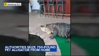 11-foot alligator seized from New York home