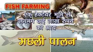 Scientific Fish Farming in India | मछली पालन व्यवसाय| Fish Farming Business