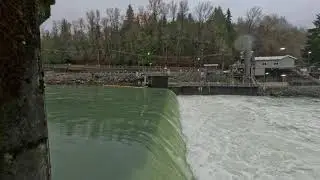 Baker River Fish Trap #shorts