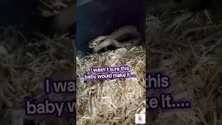 I wasn't sure this unique baby hognose snake was going to survive... #hognose #heterochromia
