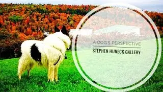 A Dog’s Perspective - Dog Mountain