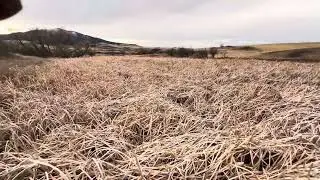Late season cattail rooster point