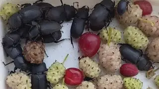 Ukrainian Beetles Lucanidae, Carabidae, Dermestidae, Tenebrionidae. Kyiv, Ukraine. 26.06.2022.