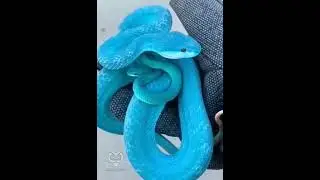 Голубая комодская куфия и её потомство.
