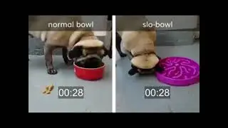 Comedouro lento para cachorro