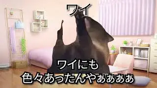 【猫ミーム】ワイが泡姫を引退した話＃猫マニ＃猫ミーム