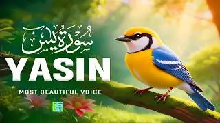 Surah Yaseen (Yasin) سورة يس | Relaxing Heart Touching Quran Recitation Tranquility #lofiquran