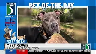 TV5 Pet of the Day: Meet Reggie!