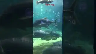 C&aacute; g&igrave; đ&acirc;y cả nh&agrave; #oanhvlog