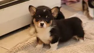 Welsh Corgi Puppies For Sale