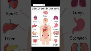 vital organs in our body