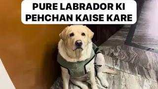 How to Identify Pure Labrador Breed 🧿🐶 #identify #pure #breed #labrador #dog 