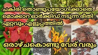 ഏറ്റവും എളുപ്പത്തിൽ മൊക്കാറ ഓർക്കിഡ് പോട്ടു ചെയ്യുന്ന രീതി, ചകിരി ഉപയോഗിക്കാതെ. How to pot Mokkara