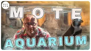 The Story Behind the New Mote Aquarium | Exclusive Interview with Mote Leadership