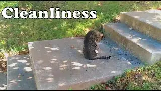 Cat Perception! 😻