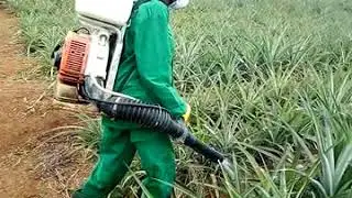 comment traiter l'ananas avec un atomiseur