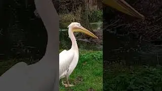 cute Pelican and flamingo  London zoo
