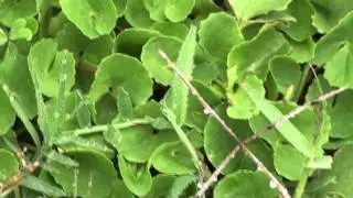 MEDICINAL PLANTS - 1. Centella asiatica (L.) Urban, APIACEAE  By Dr. Magadi R. Gurudeva