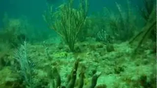 Reef Dive near Fort Lauderdale