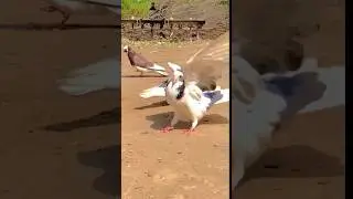 Vlog 17- Roller Pigeon Attitude😱😱😱😱😱😱😱😱😱😱😱#viral #pigeon #short I have my pigeon kabootar