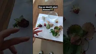 How we identify plant diseases💁🌱#plantpathology #labwork #minivlog #plantdisease