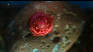 Strawberry anemone south coast UK