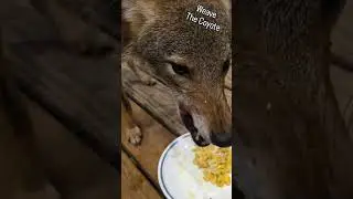 MEDICATION TIME! #weavethecoyote #coyote #cute #animals #animal #cat #dog #wildlife #nature #health 