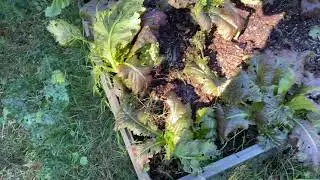 December tomatoes. Satsumas. Cucuzzas and garden update