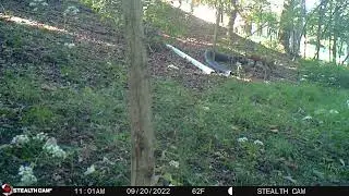 fox51