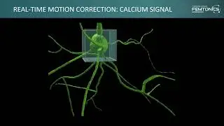 Femtonics 3D Real-Time Motion Correction - a 3D in-vivo real time motion correction