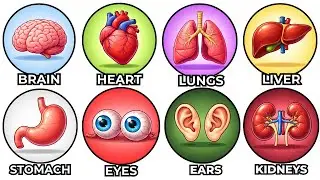 Every ESSENTIAL Organ In The Human Body Explained in Detail