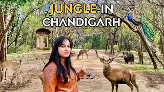 Unseen beauty of Chandigarh | Sukhna wildlife Sanctuary | lake reserve nature trail | pooja ranaut