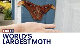 World's largest moth found in Bellevue, Washington | FOX 13 Seattle