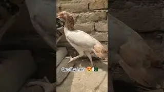 quality hen of Pakistani aseel #aseelmurga #aseellovers #aseelshok #pakistaniaseel