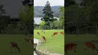 Nara Park &bull; Deer &bull; Japan                                                 #japan #deer #🇯🇵 #shorts