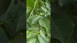 Our English Walnut Tree is On The Rebound!